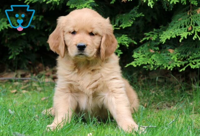 Golden Retriever puppy sitting in the grass with a serious expression, framed by rich green foliage in the background. image