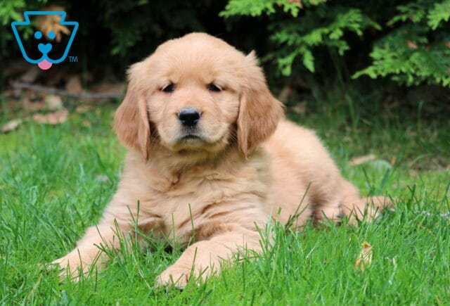 Golden Retriever puppy laying in the grass with front paws stretched out, giving a calm and gentle look beneath a shaded evergreen tree. image