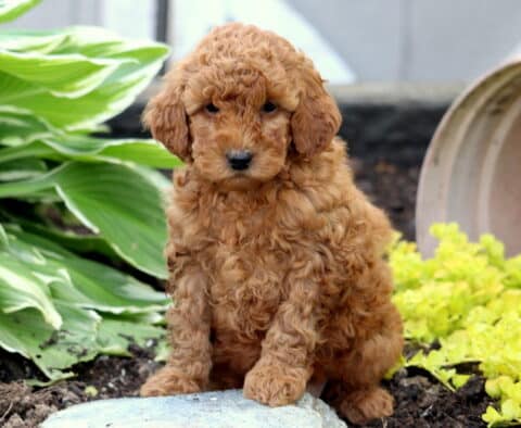 Fluffy red Mini Goldendoodle puppy with tight curls sitting upright on a stone in a garden, backed by green hostas and a tipped clay planter with yellow foliage.