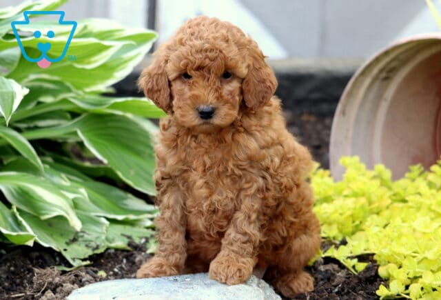 Fluffy red Mini Goldendoodle puppy with tight curls sitting upright on a stone in a garden, backed by green hostas and a tipped clay planter with yellow foliage. image