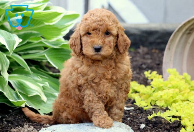 Adorable red Mini Goldendoodle puppy with fluffy curls sitting on a stone in a flower bed, surrounded by broad green hosta leaves and bright yellow plants. image