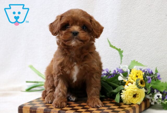 Tiger Cavapoo image