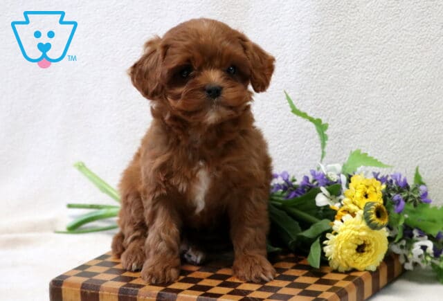 Tiger Cavapoo2 image