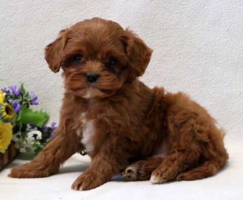 Tiger Cavapoo3