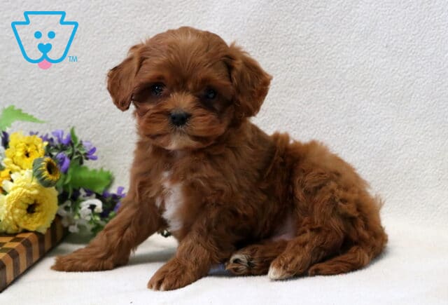 Tiger Cavapoo3 image