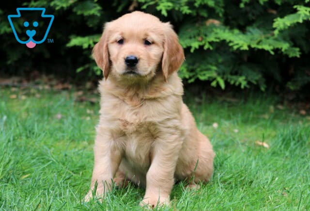 Golden Retriever puppy with a wavy, honey-colored coat sitting attentively on the grass in front of a row of green pine trees. image