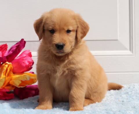 Timber Golden