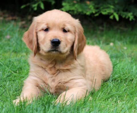 Timber Golden2