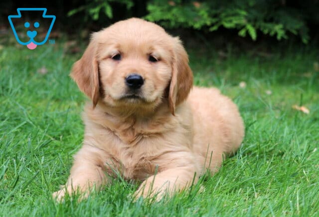 Light golden Golden Retriever puppy laying comfortably in the grass, gazing calmly at the camera with pine branches in the background. image