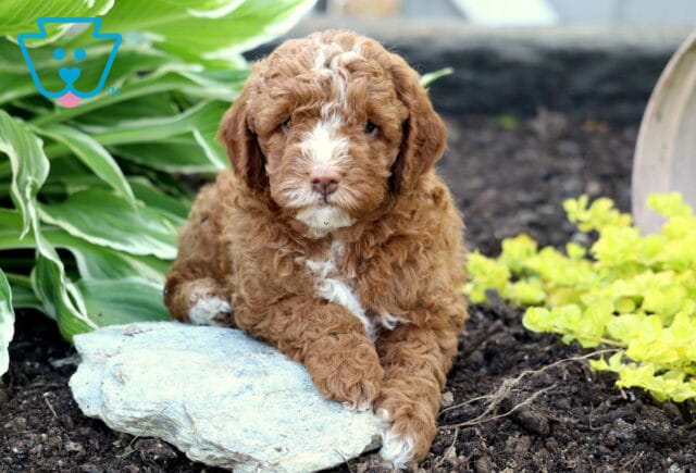 Light red and white Mini Goldendoodle puppy with a white face and chest resting on a stone in a garden bed, surrounded by green hosta leaves and yellow plants. image
