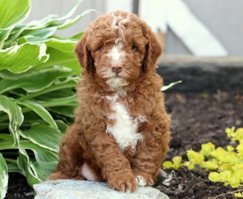 Fluffy light red Mini Goldendoodle puppy with a wide white blaze on its face and chest sitting on a stone in a garden, framed by green hostas and yellow ground cover plants.