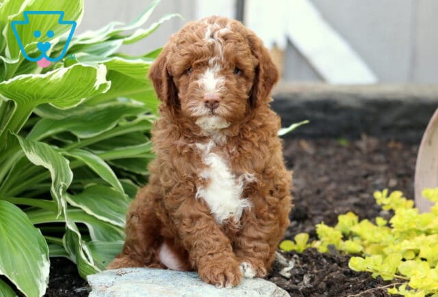 Fluffy light red Mini Goldendoodle puppy with a wide white blaze on its face and chest sitting on a stone in a garden, framed by green hostas and yellow ground cover plants. image