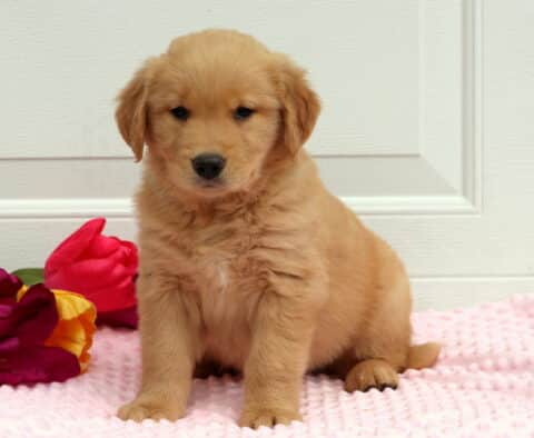 Tinkerbell Golden