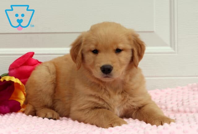 Tinkerbell Golden2 image