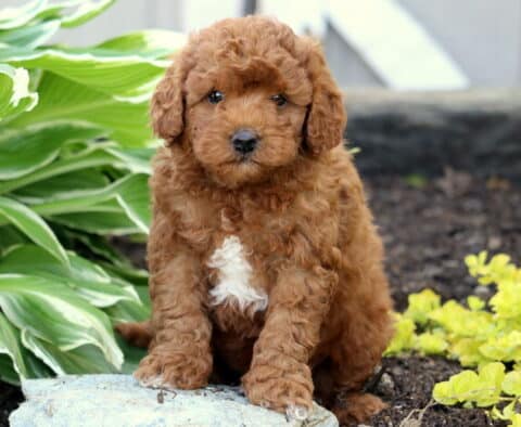 Adorable red Mini Goldendoodle puppy with a white patch on its chest sitting on a stone in a garden bed with leafy hosta plants and yellow flowers nearby.