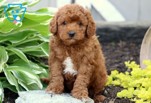 Adorable red Mini Goldendoodle puppy with a white patch on its chest sitting on a stone in a garden bed with leafy hosta plants and yellow flowers nearby. image