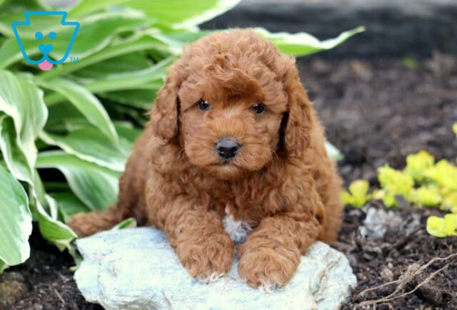 Sweet red Mini Goldendoodle puppy with curly fur lying on a pale stone in a garden, surrounded by green hosta leaves and yellow foliage. image