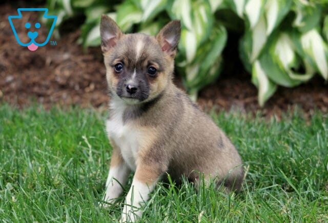 Sweet brown and tan Pomeranian Mix puppy with a white chest and dark muzzle, sitting on lush green grass with leafy plants in the background. image