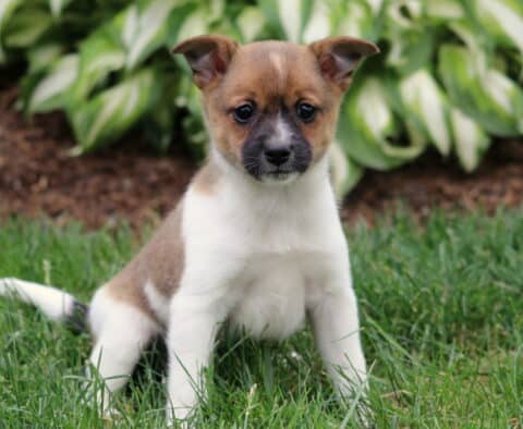 Titan Pom Mix