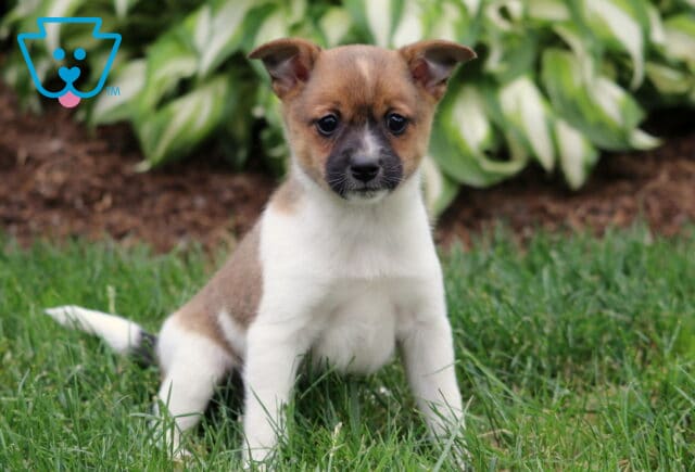 Cute brown and white Pomeranian Mix puppy sitting on the grass with upright ears and curious eyes, framed by green hosta plants in the background. image