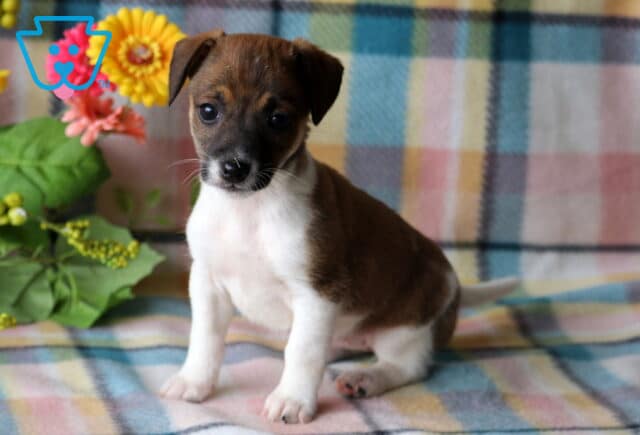 Tizzy Jack Russell image