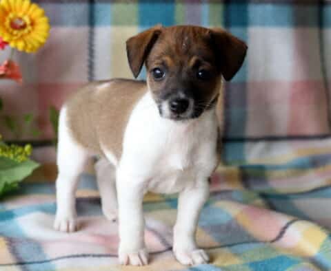Tizzy Jack Russell2