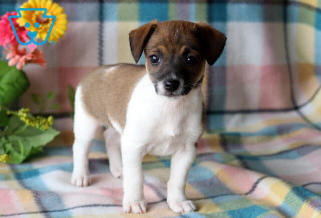 Tizzy Jack Russell2 image