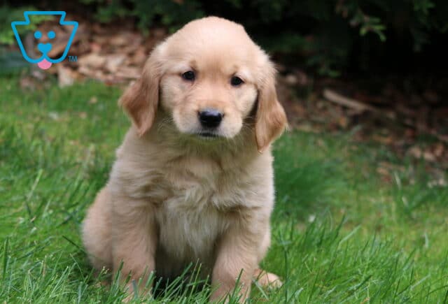 Light golden Golden Retriever puppy sitting in the grass with a slightly fluffy coat and soft expression, surrounded by fallen leaves and shaded greenery. image