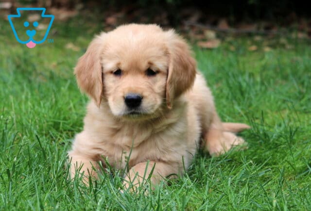 Fluffy light golden Golden Retriever puppy lying down in the grass with a relaxed pose, surrounded by green blades and a softly shaded background. image