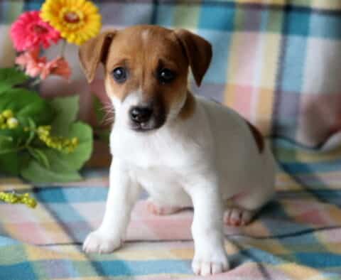 Toby Jack Russell