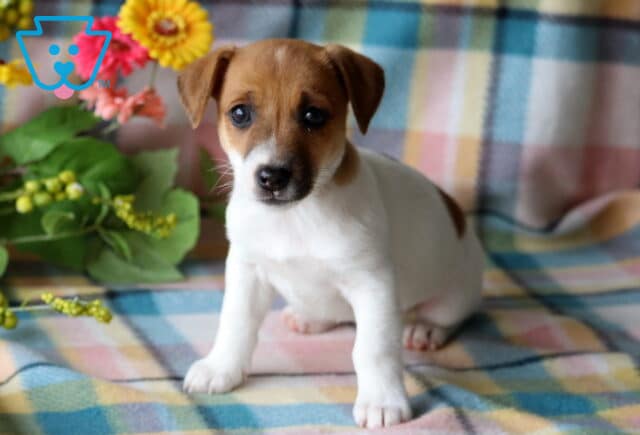 Toby Jack Russell image