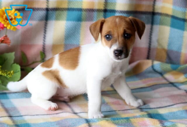 Toby Jack Russell2 image