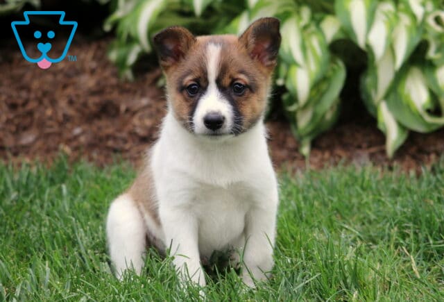 Adorable white and tan Pomeranian Mix puppy with dark facial markings, sitting on green grass in front of vibrant hosta plants. image
