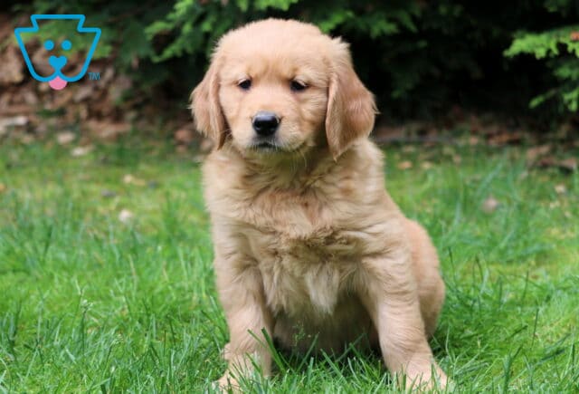 Golden Retriever puppy with a soft golden coat sitting upright on green grass, gazing sweetly with dark trees and scattered leaves in the background. image