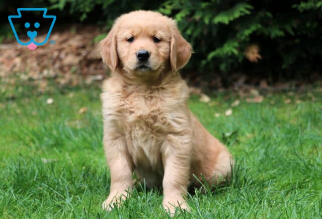 Fluffy Golden Retriever puppy sitting in the grass with a slightly tilted head, framed by dark green shrubs and a leafy background. image