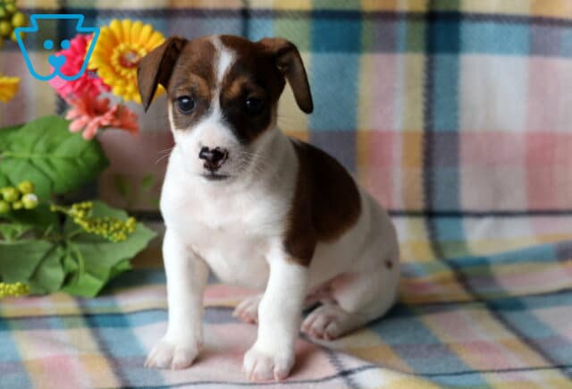 Tommy Jack Russell image