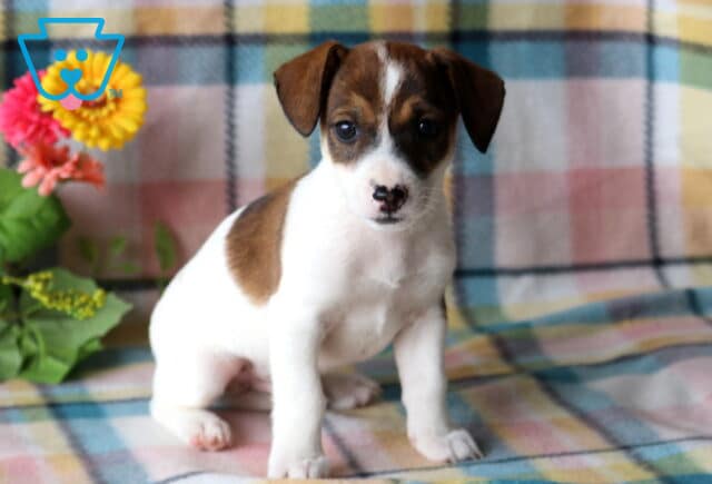 Tommy Jack Russell2 image