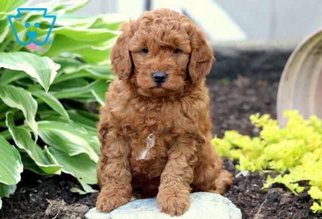 Rich red Mini Goldendoodle puppy with a small white patch on its chest sitting on a stone in a garden, surrounded by vibrant hosta leaves and yellow flowers. image