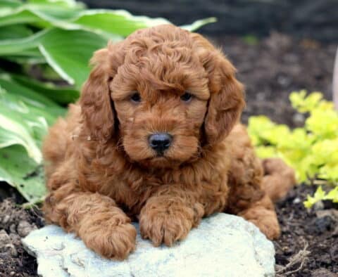 Sleepy-looking red Mini Goldendoodle puppy lying on a pale stone in a garden bed, nestled between large green hosta leaves and bright yellow flowers.