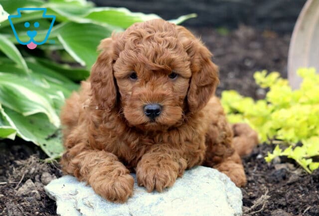Sleepy-looking red Mini Goldendoodle puppy lying on a pale stone in a garden bed, nestled between large green hosta leaves and bright yellow flowers. image