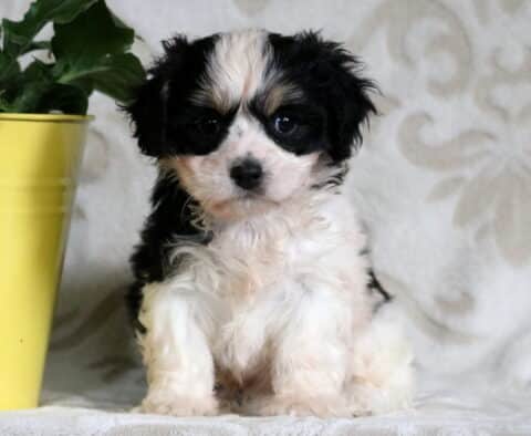 Adorable black and white Cavachon puppy sitting beside a yellow flower pot, looking curiously at the camera with a fluffy coat and expressive eyes.