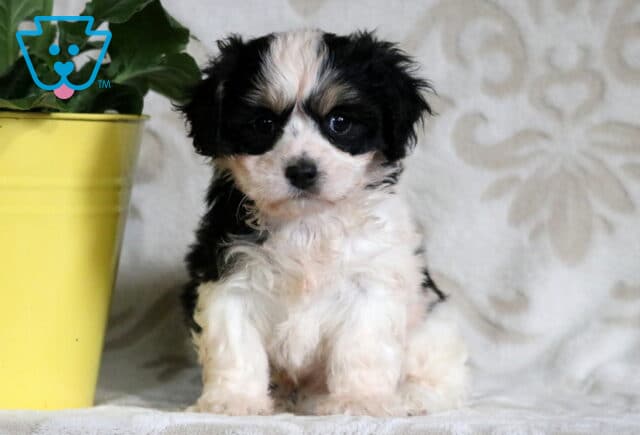 Adorable black and white Cavachon puppy sitting beside a yellow flower pot, looking curiously at the camera with a fluffy coat and expressive eyes. image