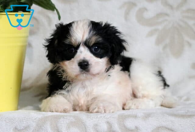 Fluffy black and white Cavachon puppy lying down on a soft blanket, gazing sweetly at the camera with a gentle expression next to a yellow flower pot. image