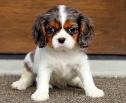 Tootsie Cavalier