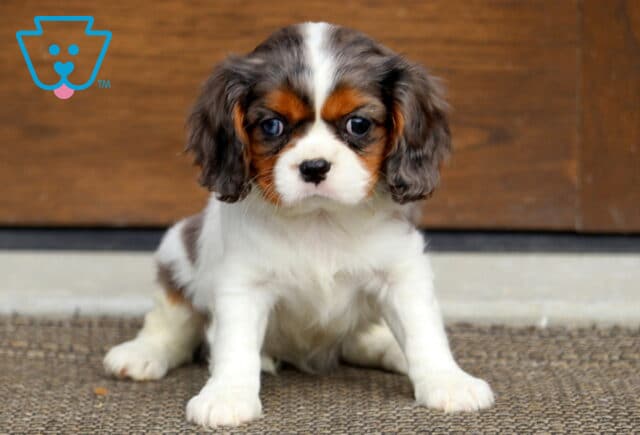 Tootsie Cavalier image