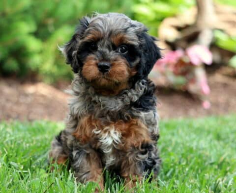 Tootsie Cavapoo