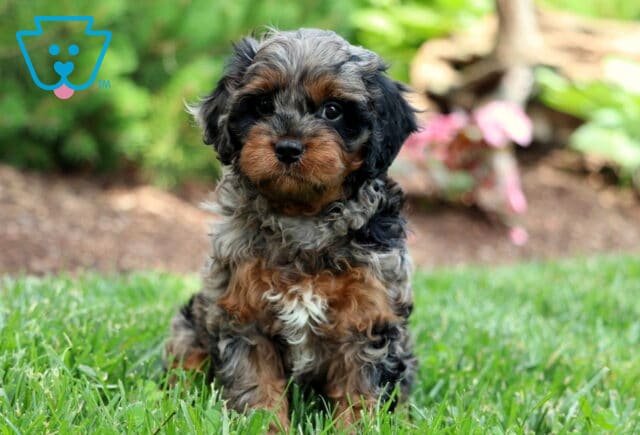 Tootsie Cavapoo image