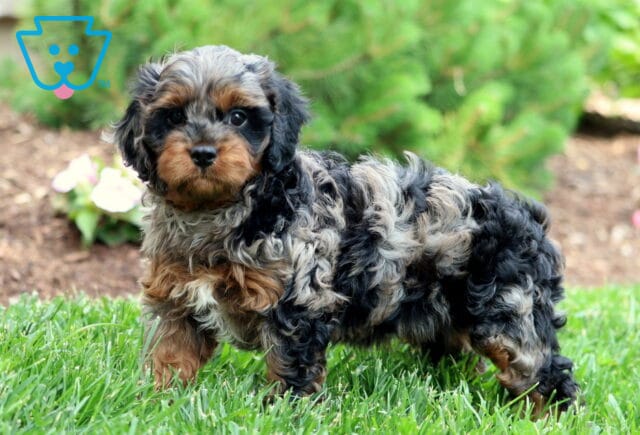 Tootsie Cavapoo2 image