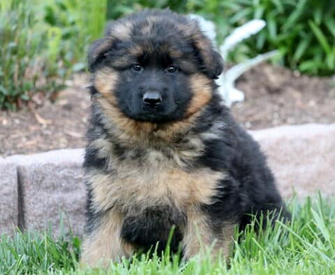 Fluffy black and tan German Shepherd puppy with a thick coat sitting in the grass, in front of a garden bed with a stone border and leafy plants.