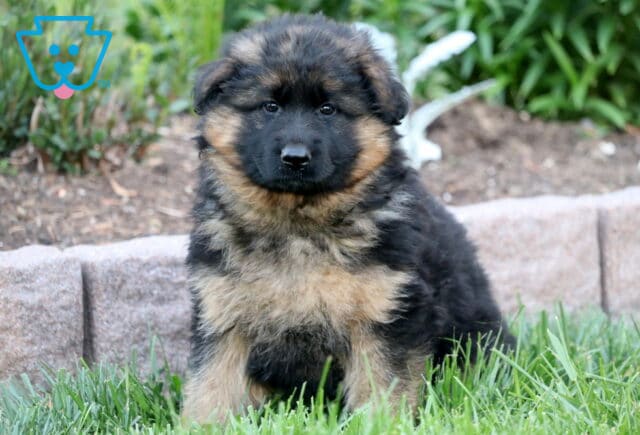 Fluffy black and tan German Shepherd puppy with a thick coat sitting in the grass, in front of a garden bed with a stone border and leafy plants. image